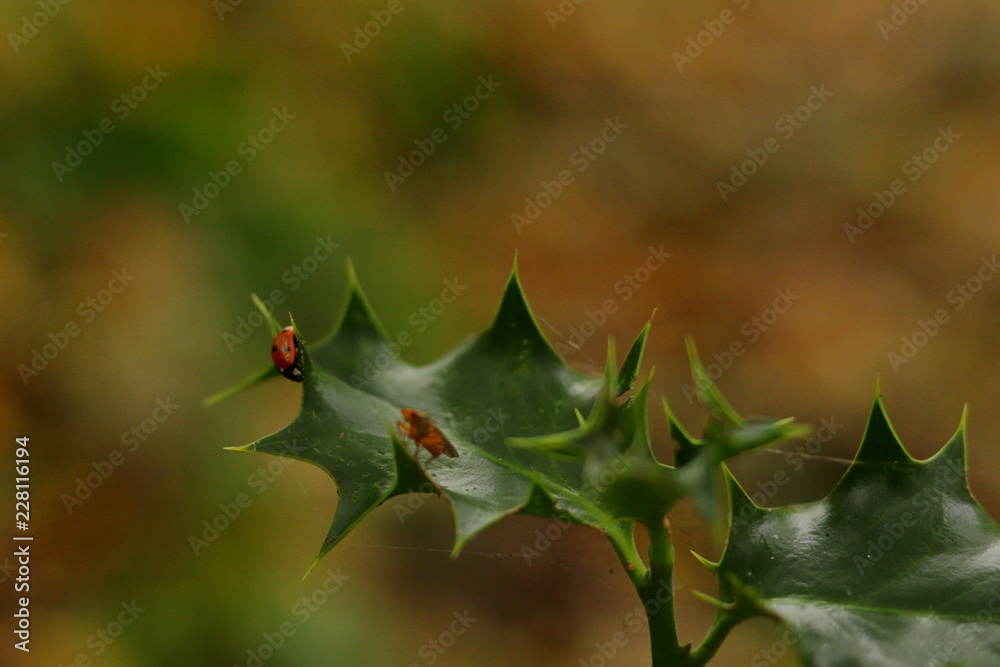 Naklejka premium Ladybug on the plant