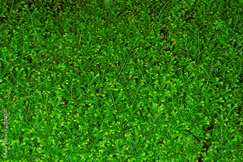 Leaves of Selaginella kraussiana
