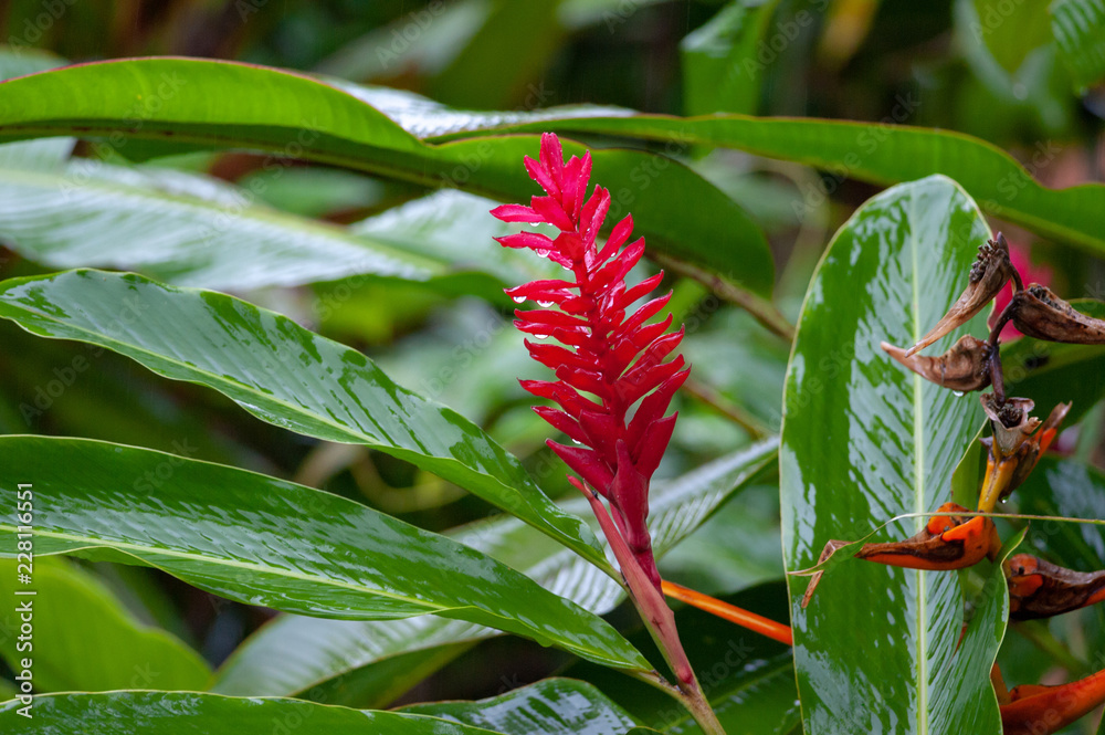 Red ginger flower in a tropical garden, Costa Rica Red ginger flower in a tropical garden, Costa Rica