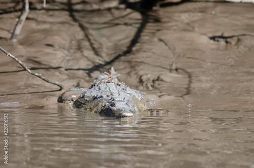 American crocodile (Crocodylus acutus) in Palo Verde national park, Costa Rica photo
