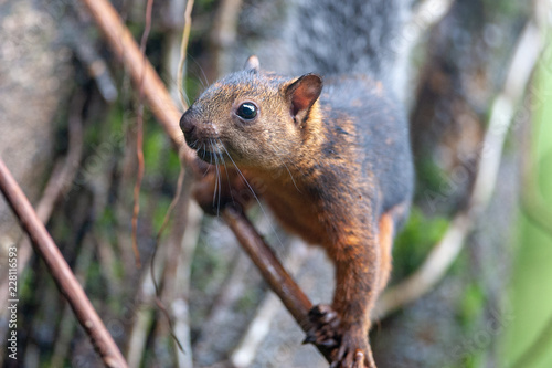 Variegated squirrel (Sciurus variegatoides) near Sarapiqui river, Costa Rica photo