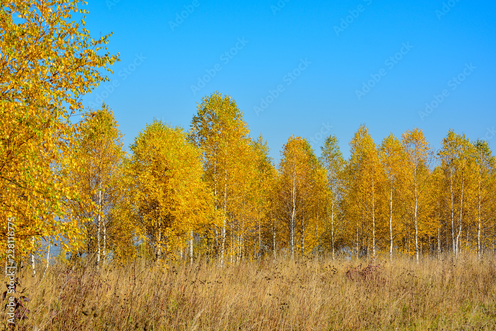 Fototapeta premium Birch grove with golden leaves in the fall on a sunny day
