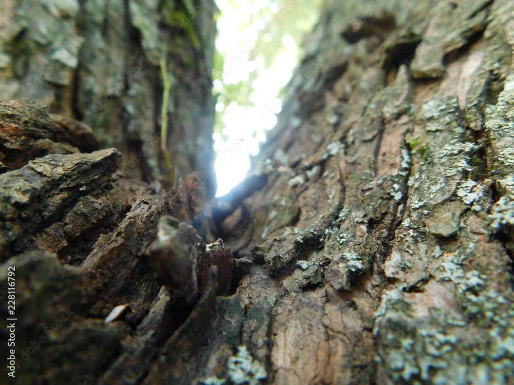 tree bark texture