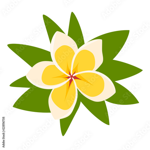Plumeria tropical floral. Frangipani exotic flower vector illustration isolated on white background