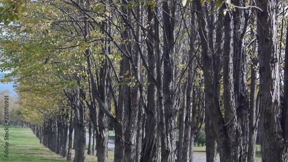 Row of trees Row of trees