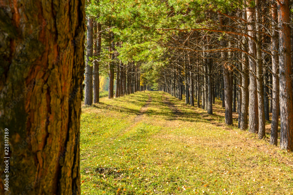 Naklejka premium Road in a pine forest