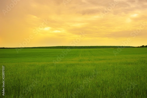 Green grass field under orange cloudy sky