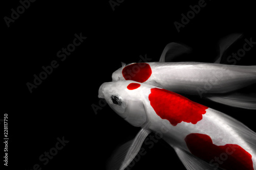 two fishs koi carp comet tancho kohaku traditional japanese aquarium isolated on background photo