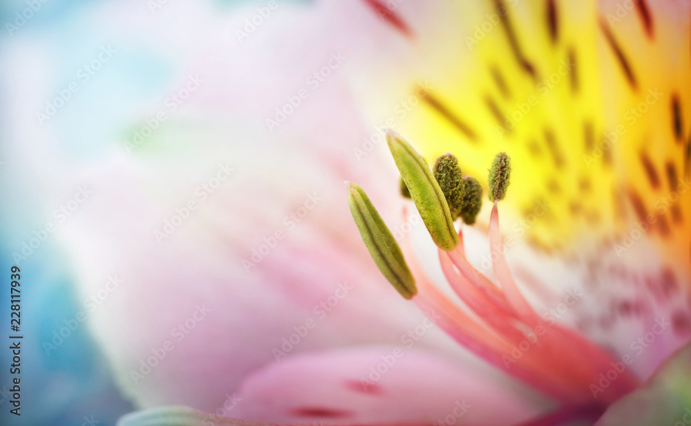 Beautiful сolorful flowers alstroemeria macro shot. Shallow focus. Abstract flower background. - obrazy, fototapety, plakaty 