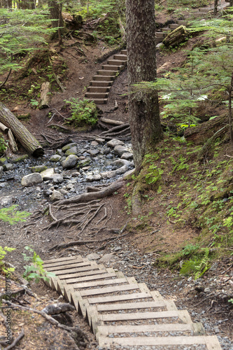 Stairscase in the forest near Haines Alaska