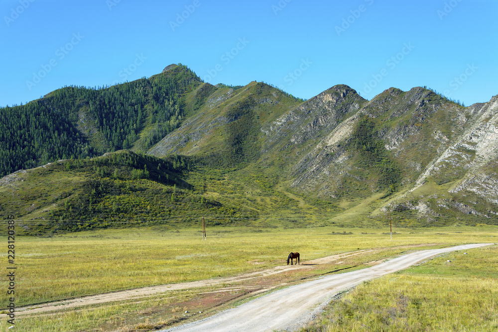 Horse grazing in the Altai mountains