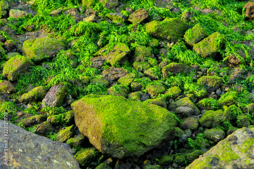 Seaweeds on a sea rocks