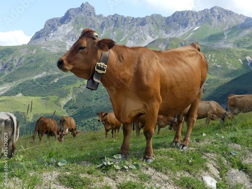 Vache Tarentaise en Alpage
