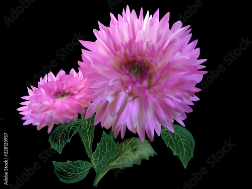 Fototapeta Naklejka Na Ścianę i Meble -  two pink dahlia blooms on black