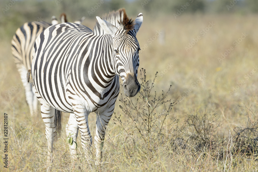 Naklejka premium Burchell's zebra or Plains zebra (Equus quagga) walking on savanna, looking at camera, Kruger National Park, South Africa