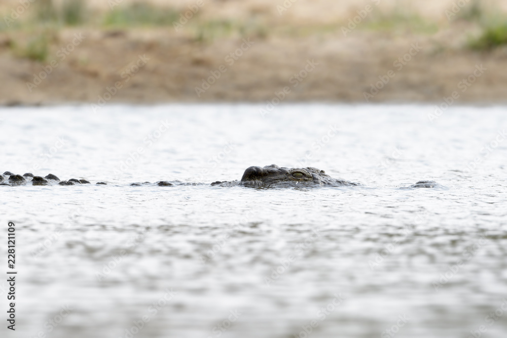 Nile crocodile (Crocodylus niloticus) resting in a river, Kruger National Park, Mpumalanga Province, South Africa Nile crocodile (Crocodylus niloticus) resting in a river, Kruger National Park, Mpumalanga Province, South Africa