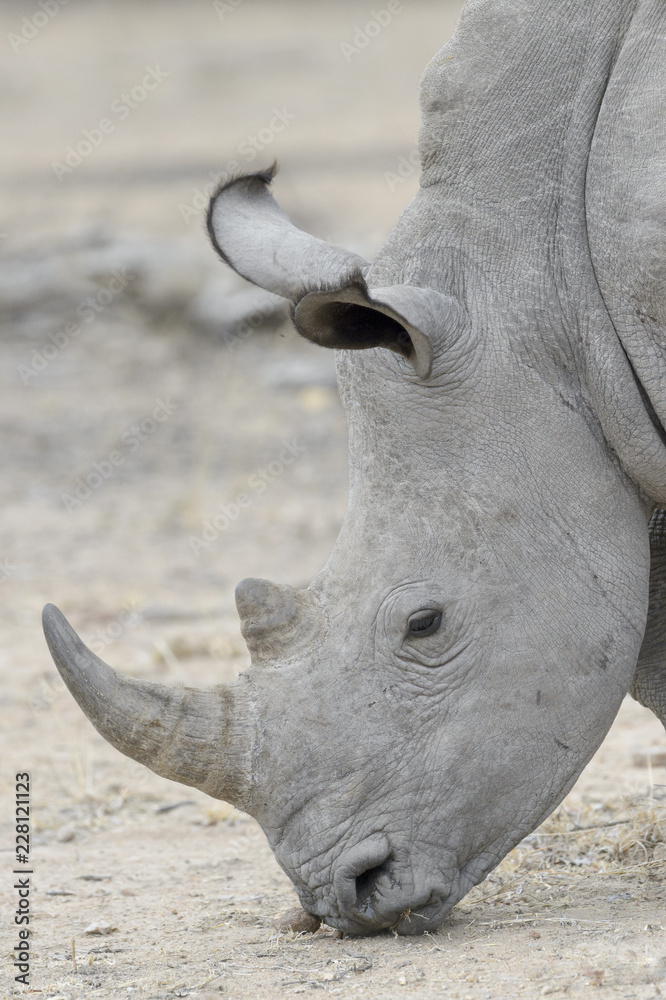 Obraz premium Nosorożec biały (Ceratotherium simun), jedzenie, Park Narodowy Krugera, RPA