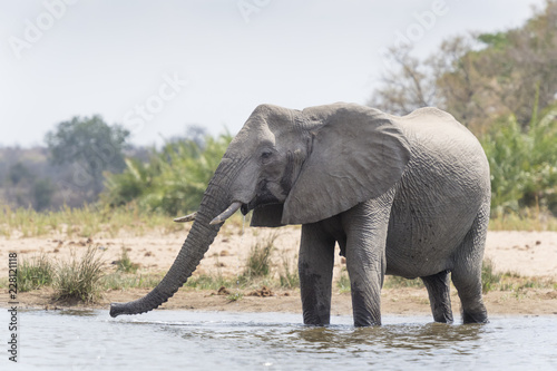 African Elephant  Loxodonta africana  drinking at waterhole  Kruger National Park  South Africa
