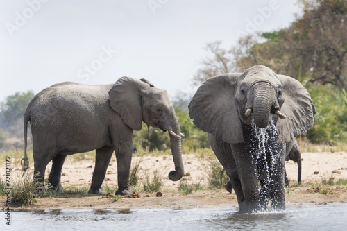 African Elephant (Loxodonta africana) drinking at waterhole, Kruger National Park, South Africa