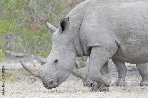 White rhinoceros (Ceratotherium simun), eating, Kruger National Park, South Africa