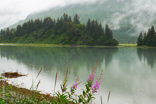plant, outdoors, sea, coast, alaska, Seward, fireweed, nature, outdoors, inlet, fjord, rain, rainforest, lush, green,  background, summer, fresh, environment, climate, travel, destination, fishing