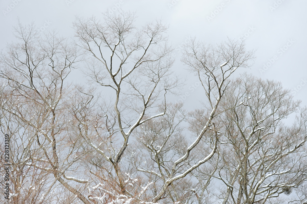 Dry tree branches covered with snow. Background with gray sky. Shizuoka Prefecture, Japan. Winter of February 2011. Dry tree branches covered with snow. Background with gray sky. Shizuoka Prefecture, Japan. Winter of February 2011.