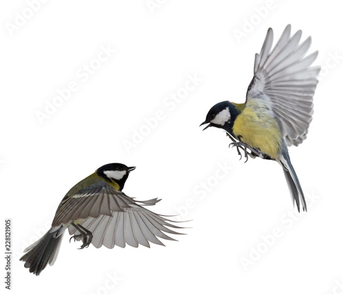 two great tits in flight isolated on white