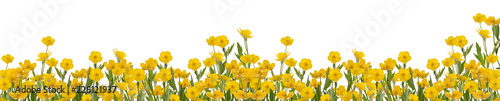 yellow buttercup flowers stripe on white