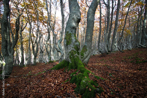 Faggeta in Autunno photo