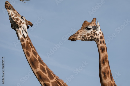 Head and neck of two giraffes, photographed in Port Lympne Safari Park at Ashford, Kent, UK photo