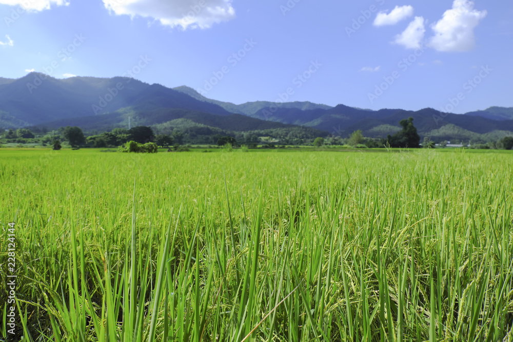 Green field and high mountains with blue sky.