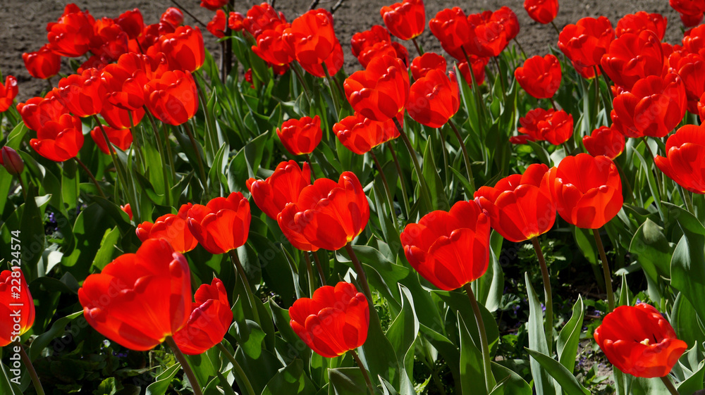 Obraz premium Цветущие красивые красные тюльпаны.
