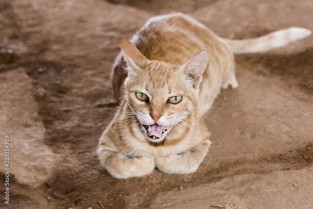 Obraz premium Potrait of cute Brown Cat outdoors 