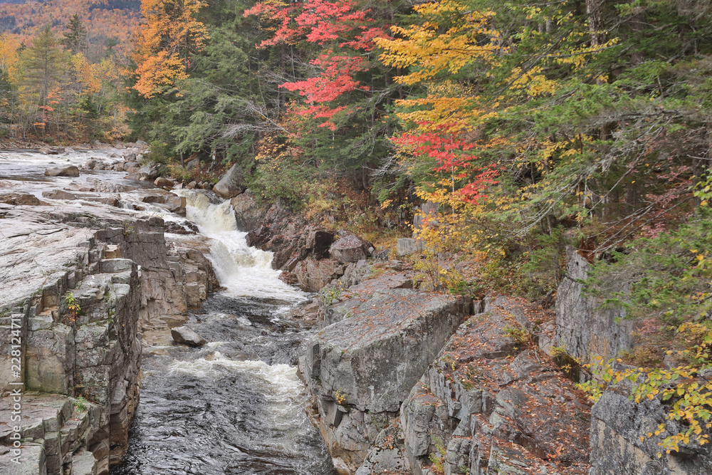 Fototapeta Piękne kolory jesieni i fauny lasu państwowego White Mountain w New Hampshire, USA
