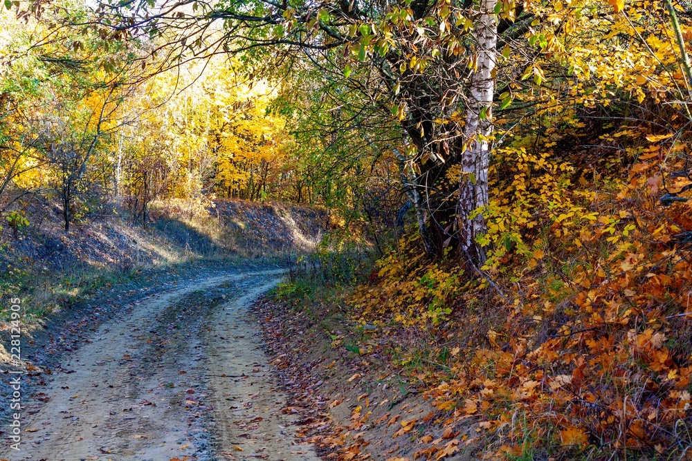 Golden autumn in the forest. Golden autumn in the forest.