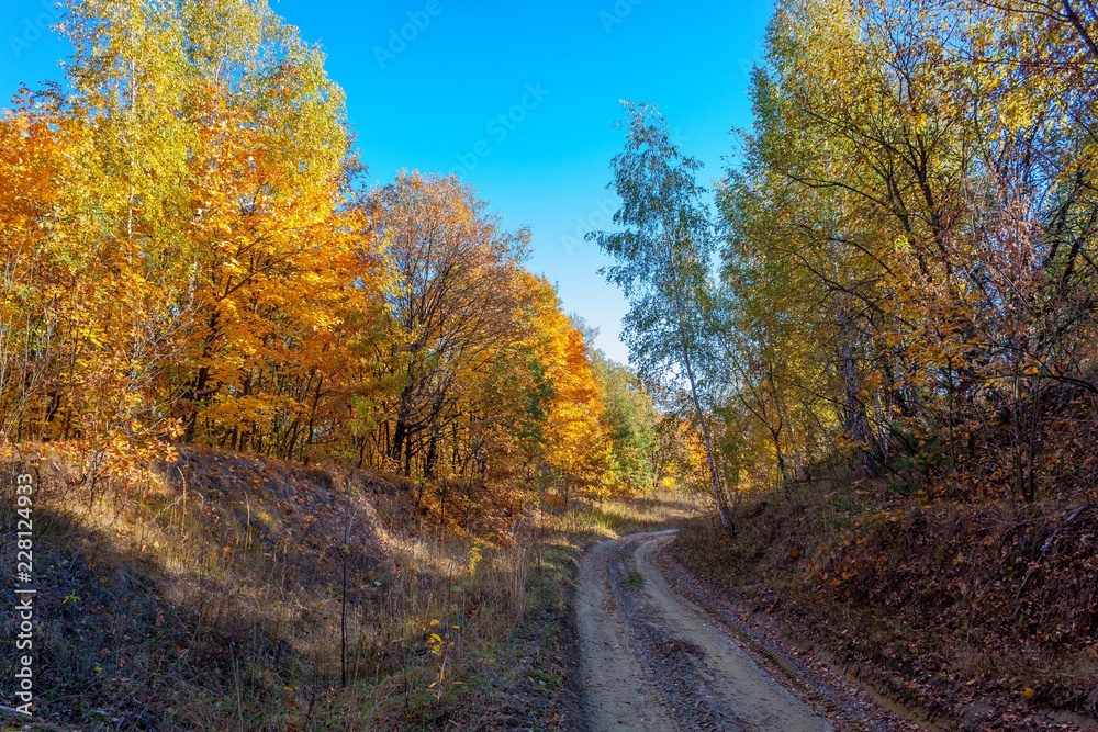 Golden autumn in the forest.