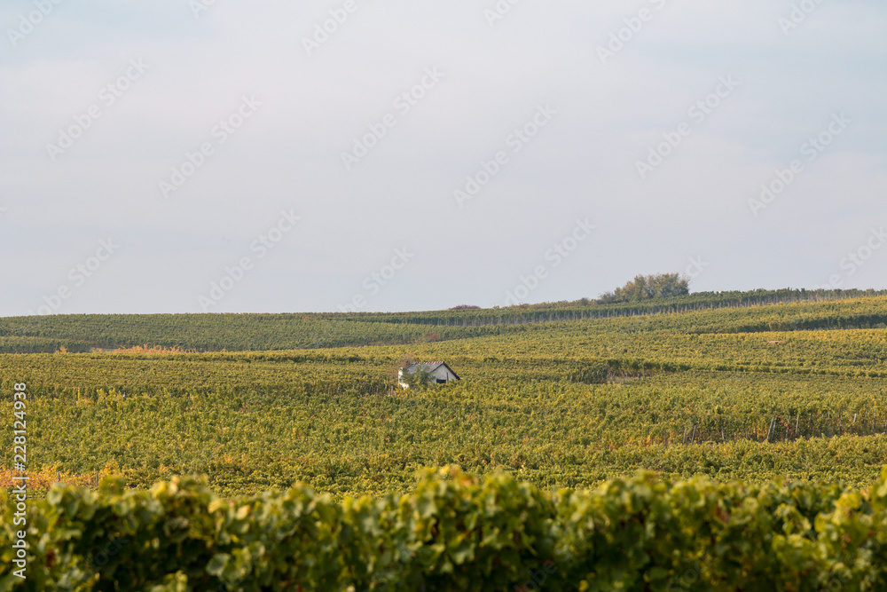 small hut in the vineyard