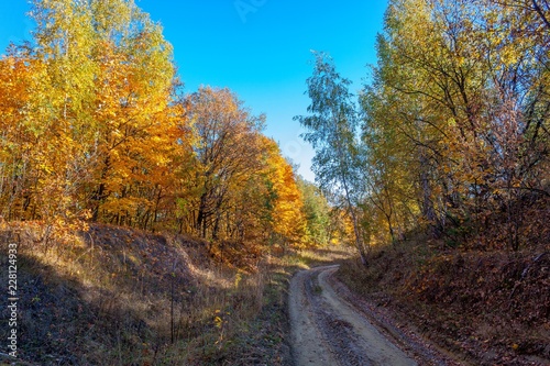 Golden autumn in the forest.