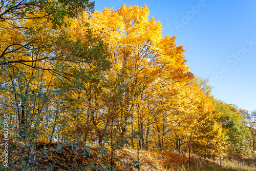 Fototapeta Naklejka Na Ścianę i Meble -  Golden autumn in the forest.