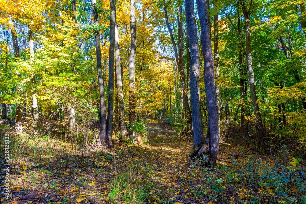 Fototapeta premium Golden autumn in the forest.