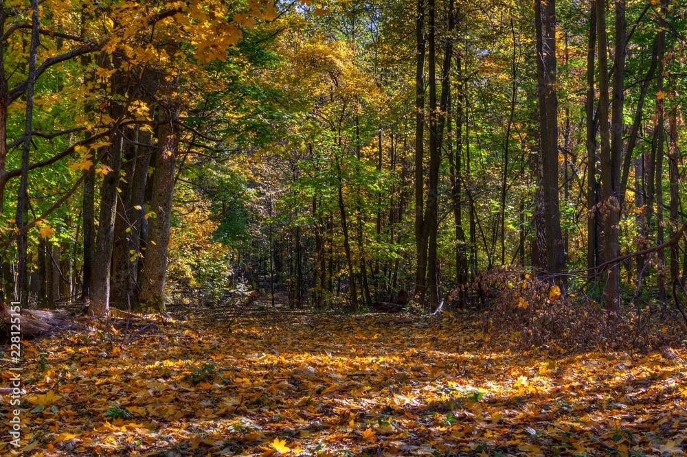 Golden autumn in the forest.