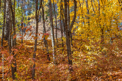 Golden autumn in the forest. © Igor