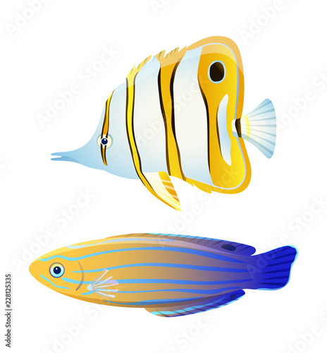 Butterfly fish and blue striped tamarin wrasse