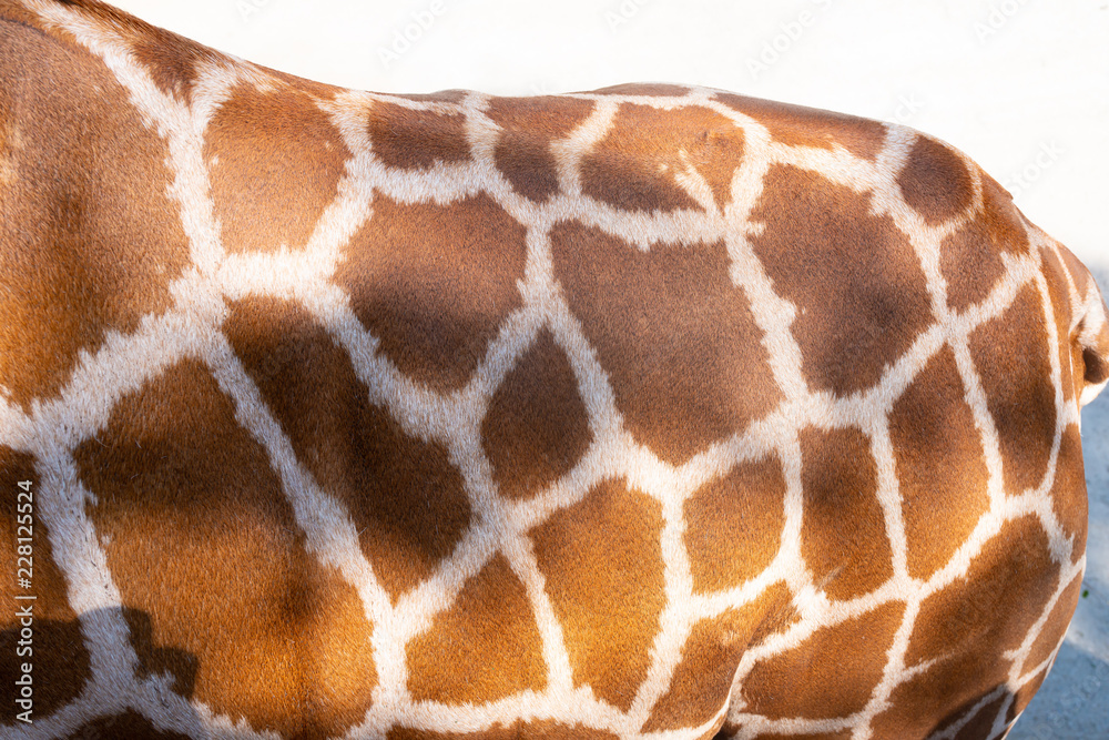 body of a giraffe body of a giraffe