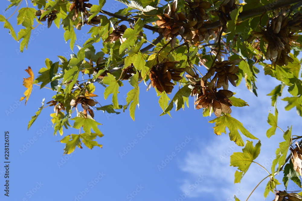 Fototapeta premium Feldahorn Blätter und Früchte vor blauem Oktober-Himmel