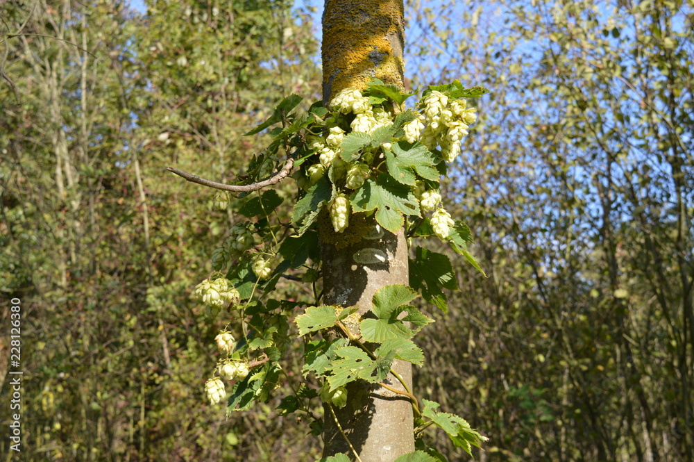 Fototapeta premium Wilder Hopfen (Humulus lupulus) im Herbst am Niederrhein bei Korschenbroich