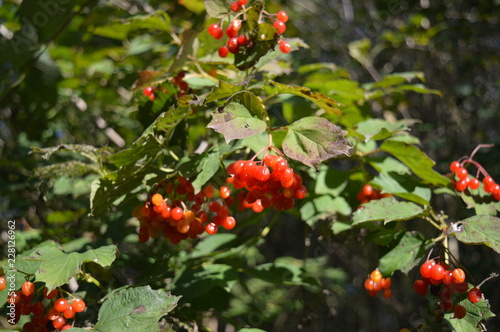 Früchte des Gemeinen Schneeballs (Viburnum opulus)