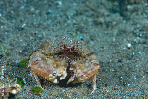 Calappa crab Calappa sp. photo