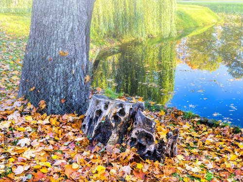 Wooden stump and trunk in foggy autumnal morning, Europe, Public park