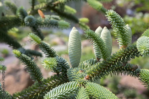 Abies pinsapo coniferous tree branches full of needles and with green unripened cones photo